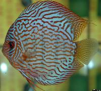 Symphysodon sp. "red turquoise"