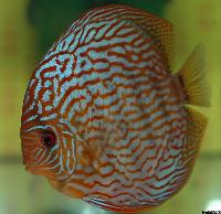 Symphysodon sp. "red turquoise"