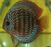 Symphysodon sp. "red turquoise"