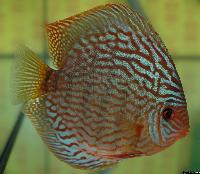 Symphysodon sp. "red turquoise"