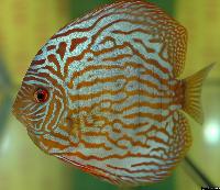 Symphysodon sp. "red turquoise"