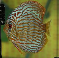 Symphysodon sp. "red turquoise"