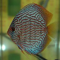 Symphysodon sp. "red turquoise"