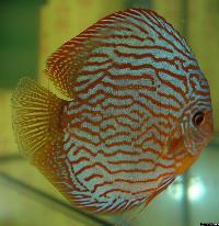 Symphysodon sp. "red turquoise"
