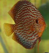 Symphysodon sp. "red turquoise"