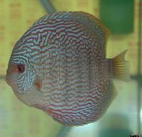 Symphysodon sp. "red turquoise"