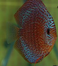 Symphysodon sp. "red spotted"