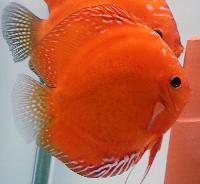 Symphysodon sp. "red-solid fire red"