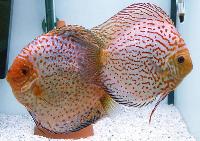 Symphysodon sp. "pigeon blood-pigeon blood blue"