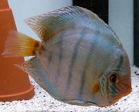 Symphysodon sp. "solid turquoise"