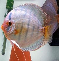 Symphysodon sp. "solid turquoise"