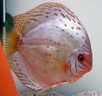 Symphysodon sp. "solid turquoise"