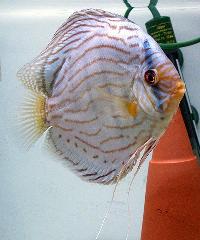 Symphysodon sp. "striped turquoise-brilliant turquoise"