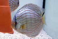 Symphysodon sp. "striped turquoise-brilliant turquoise"
