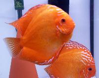 Symphysodon sp. "red-marlboro red"