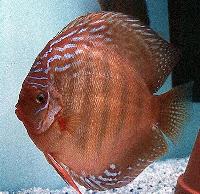 Symphysodon aequifasciatus axelrodi sp. "brown-santarem"