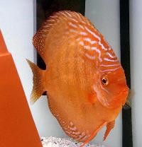 Symphysodon aequifasciatus axelrodi sp. "brown-santarem"