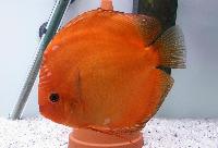 Symphysodon sp. "red-solid fire red"