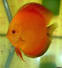 Symphysodon sp. "red" - klassvinnare Champ.2004