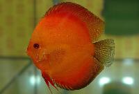 Symphysodon sp. "red" - klassvinnare Champ.2004