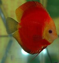 Symphysodon sp. "red"