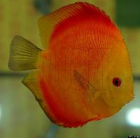 Symphysodon sp. "red"