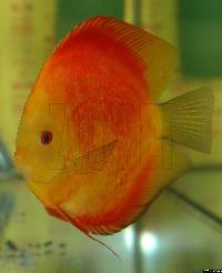 Symphysodon sp. "red"