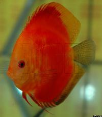 Symphysodon sp. "red"