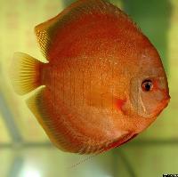 Symphysodon sp. "övriga-red"