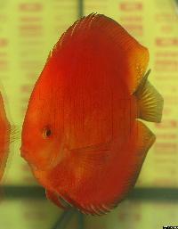 Symphysodon sp. "red"