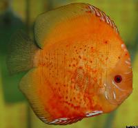 Symphysodon sp. "red"