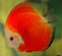Symphysodon sp. "red"