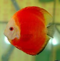 Symphysodon sp. "red"