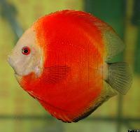 Symphysodon sp. "red"