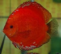 Symphysodon sp. "red"