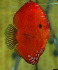 Symphysodon sp. "red"
