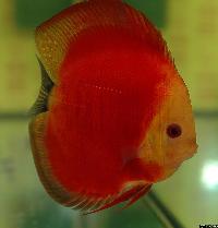 Symphysodon sp. "red"