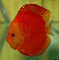 Symphysodon sp. "red"