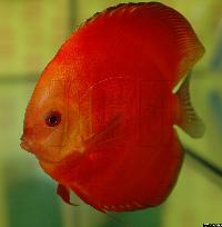 Symphysodon sp. "red"
