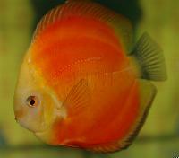 Symphysodon sp. "red"