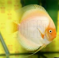 Symphysodon sp. "övriga"