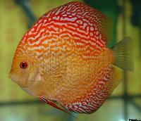 Symphysodon sp. "övriga"