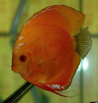 Symphysodon sp. "övriga"