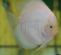 Symphysodon sp. "övriga"