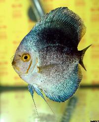 Symphysodon sp. "övriga"