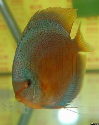 Symphysodon sp. "övriga"