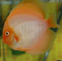 Symphysodon sp. "övriga"