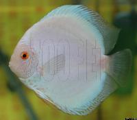 Symphysodon sp. "övriga"