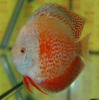 Symphysodon sp. "övriga"