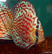 Symphysodon sp. "övriga-kitti leopard  x  ribbon red"